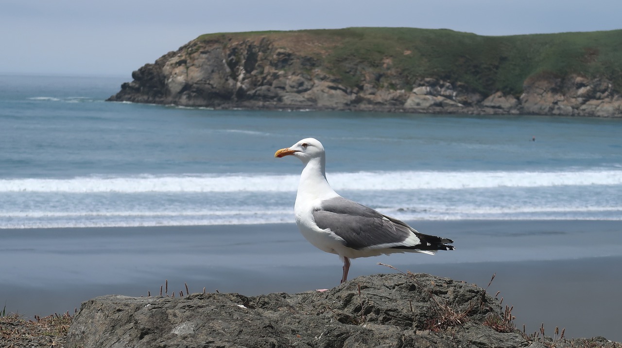 seagull  black-headed gull  bird free photo