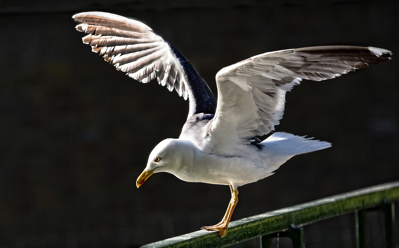 seagull  gull  seabird free photo