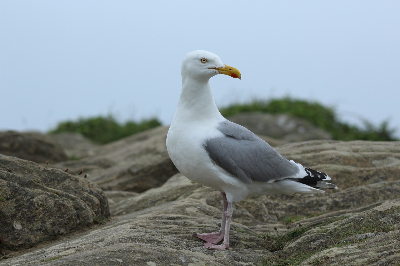 seagull  rock  brittany free photo