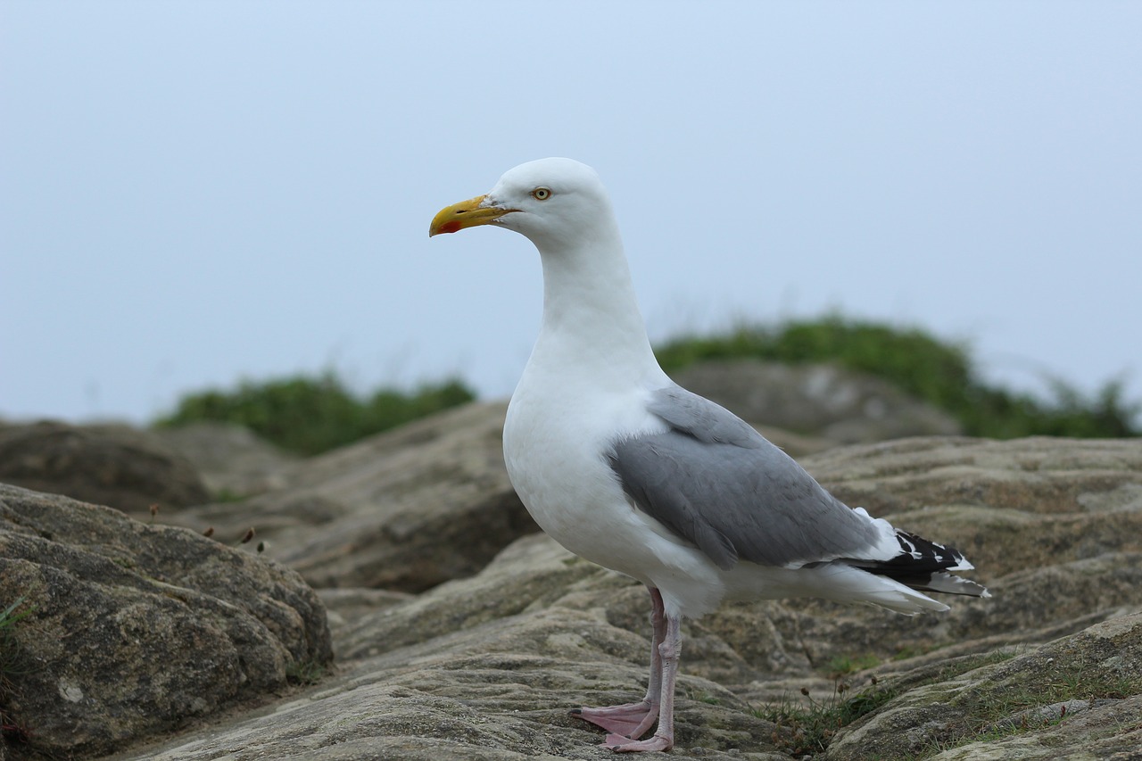seagull  rock  roche free photo