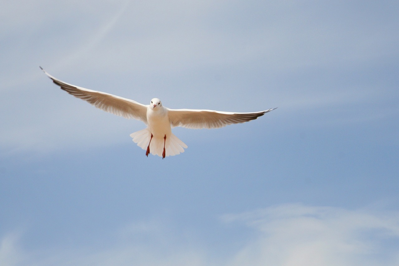 seagull  sky  bird free photo