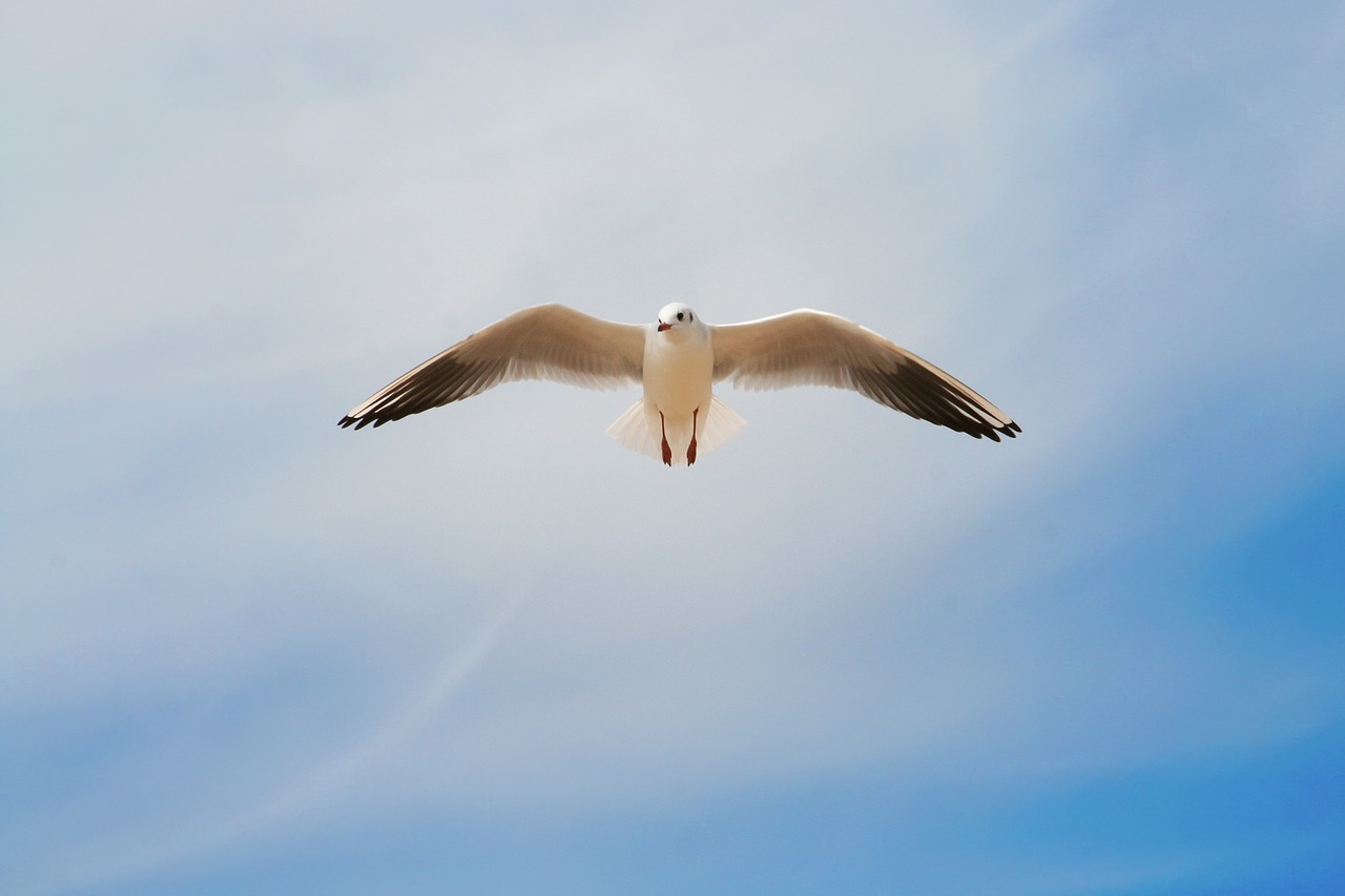 seagull  birds  flight free photo