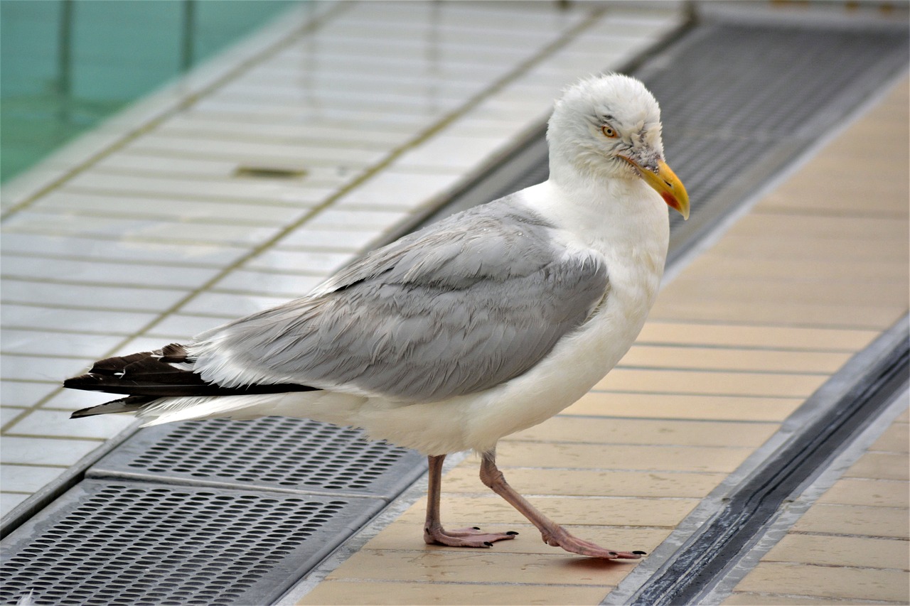 seagull  bird  flying free photo