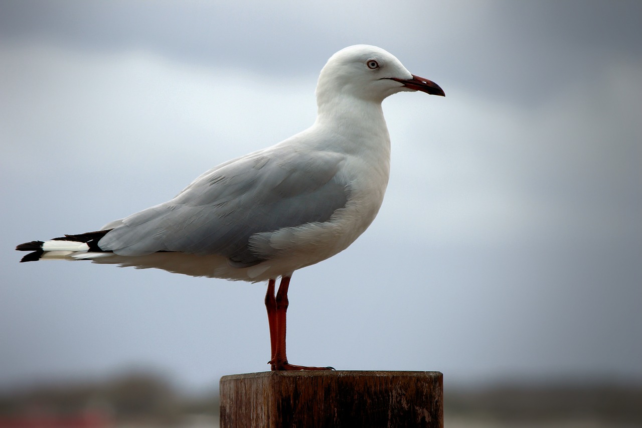 seagull  sentinel  guarding free photo