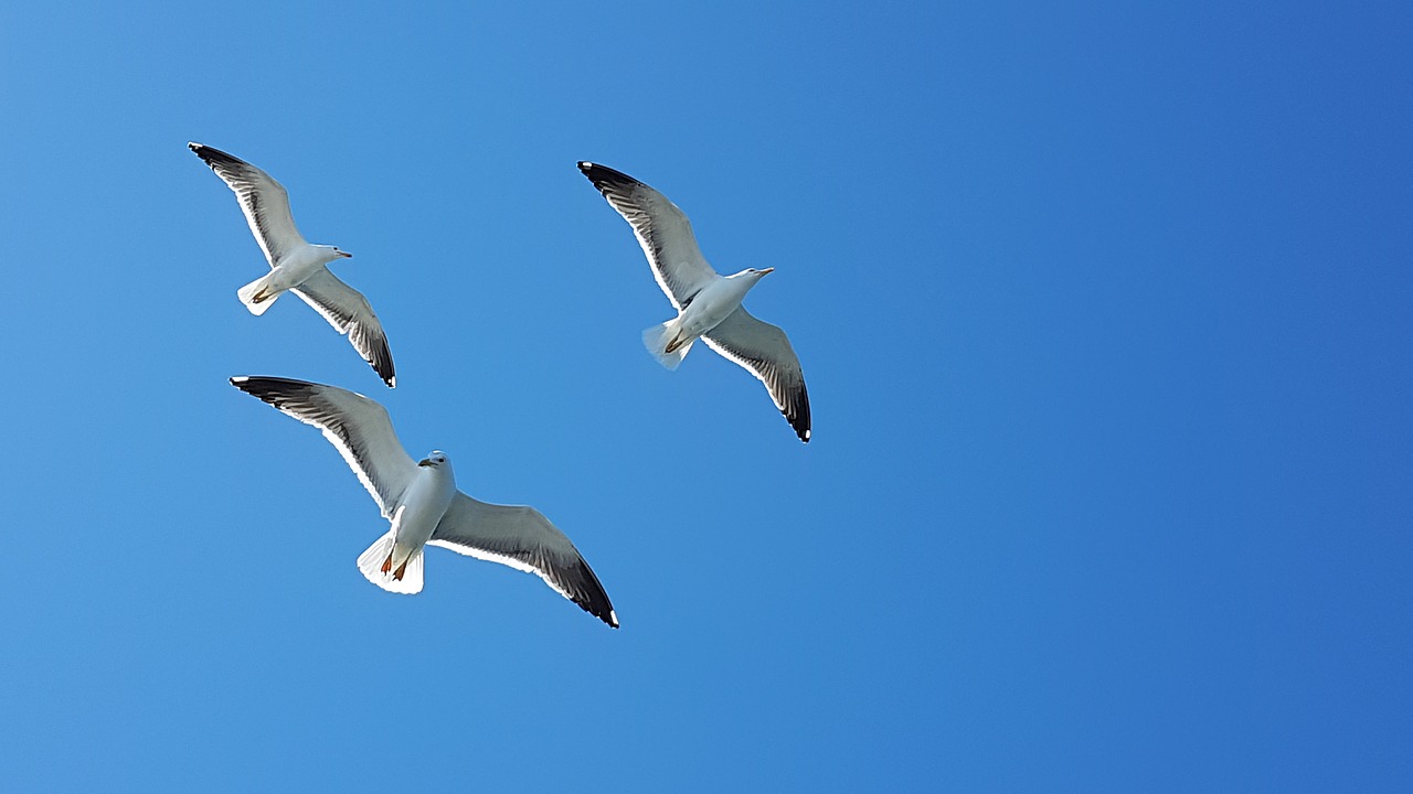 seagull  sky  blue free photo