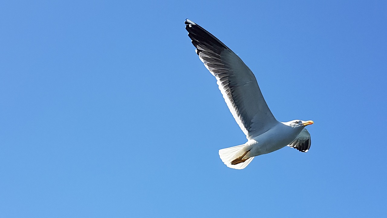 seagull  sky  blue free photo