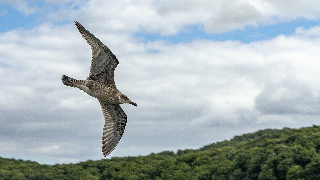 seagull  sea  flying free photo