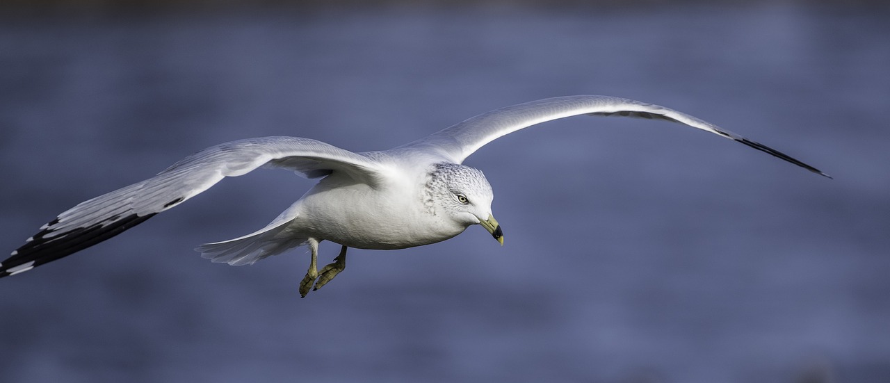 seagull  gull  flying free photo