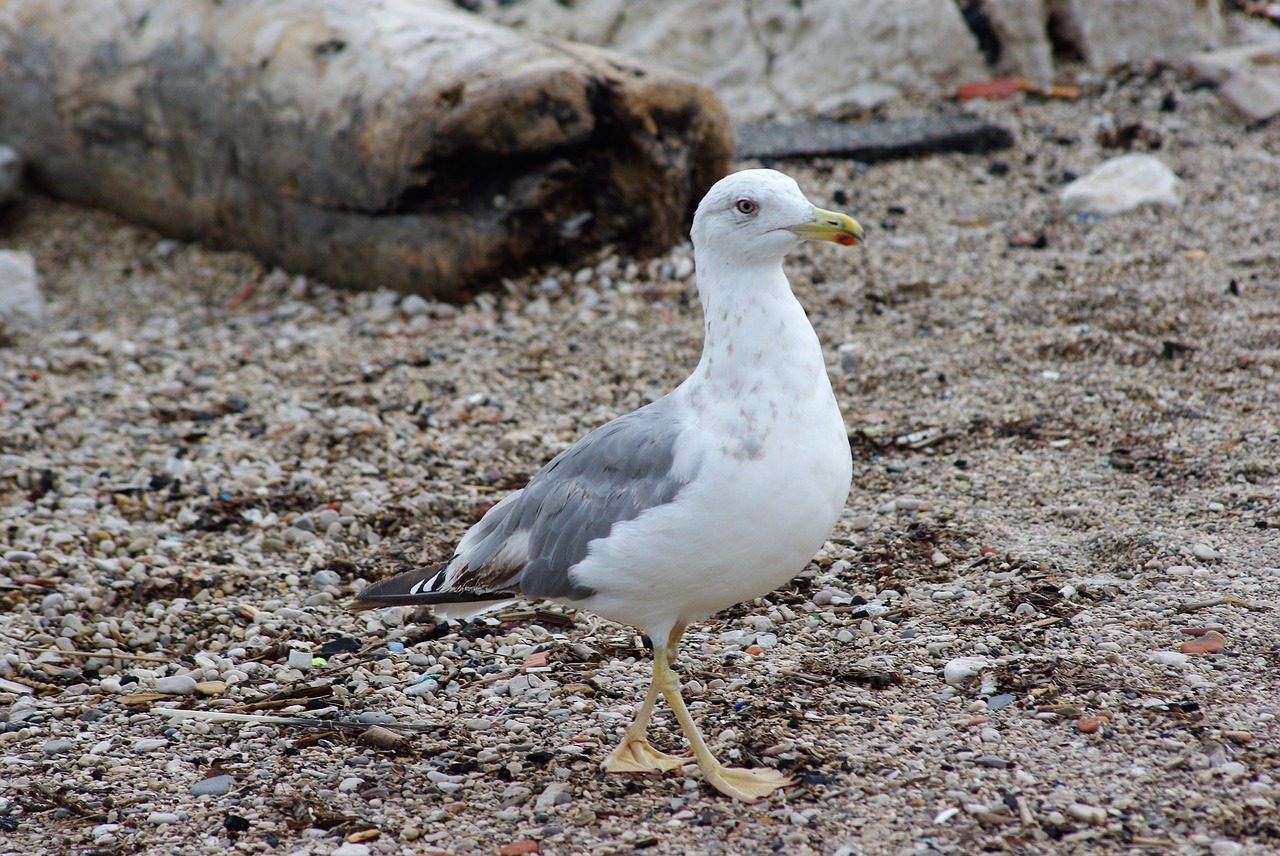 seagull  gabian  bird free photo