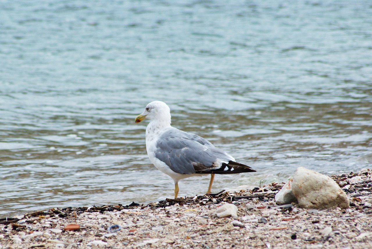 seagull  sea  bird free photo