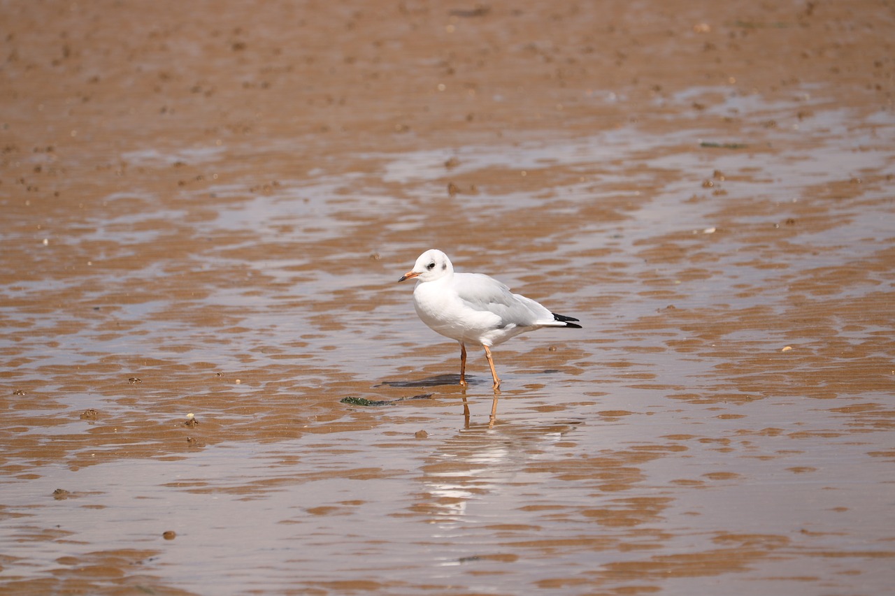 seagull  sand  sea free photo