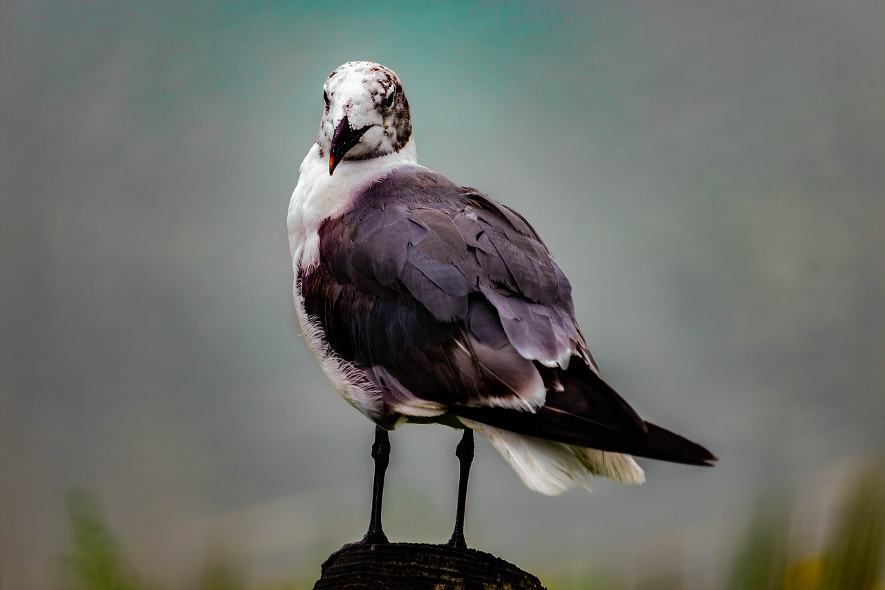 seagull  gull  bird free photo