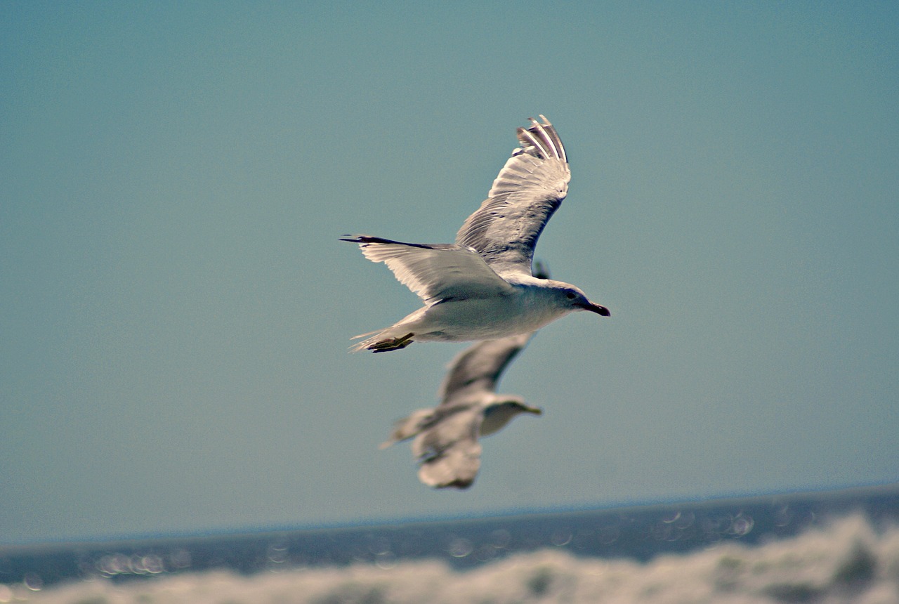 seagull  gull  flying free photo