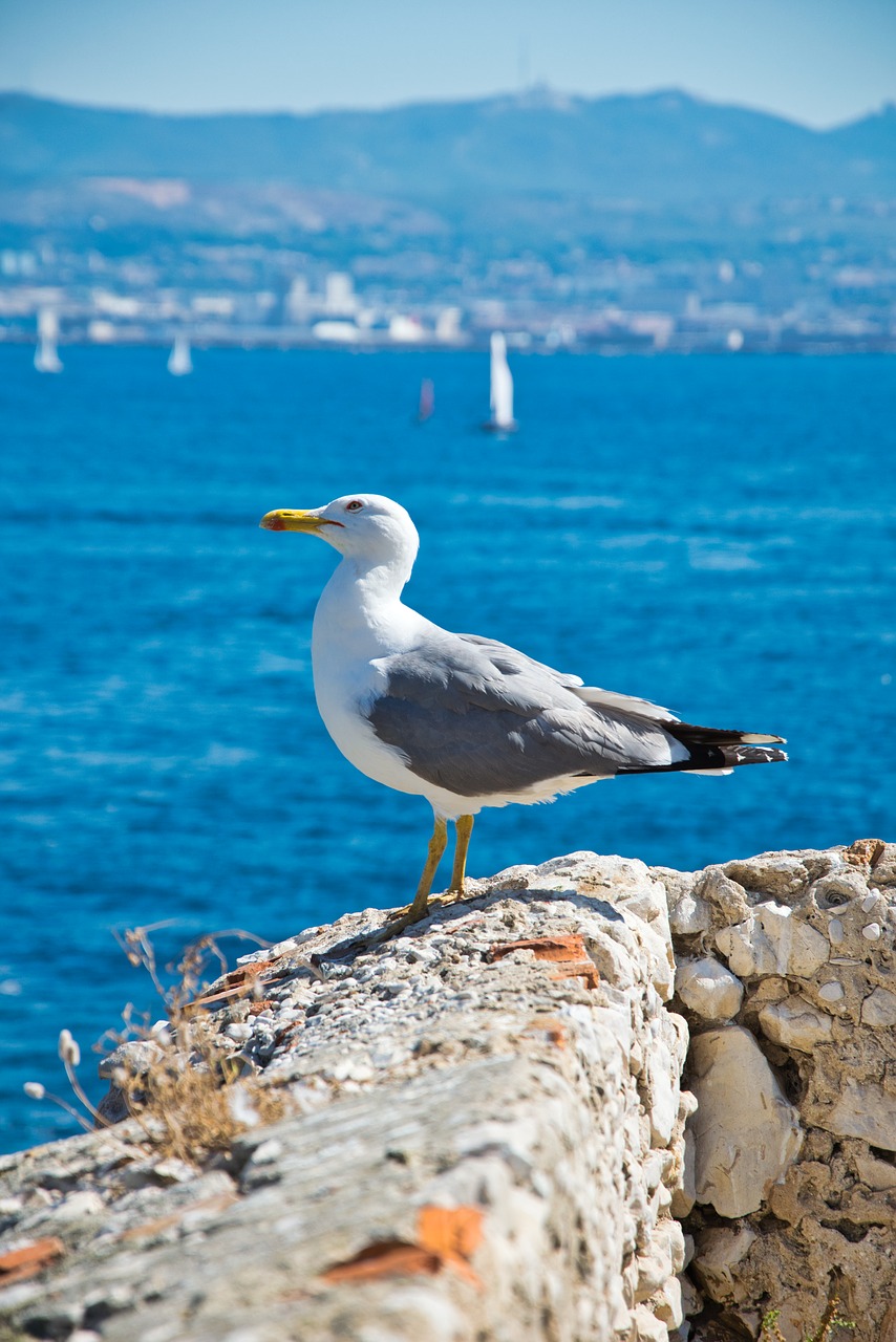 seagull  bird  animal free photo