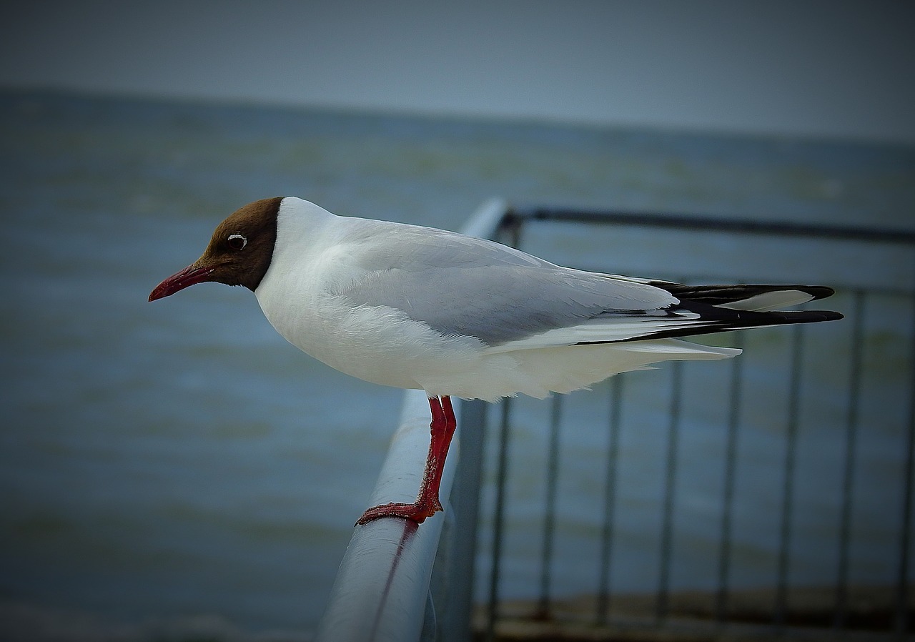 seagull  sea  bird free photo