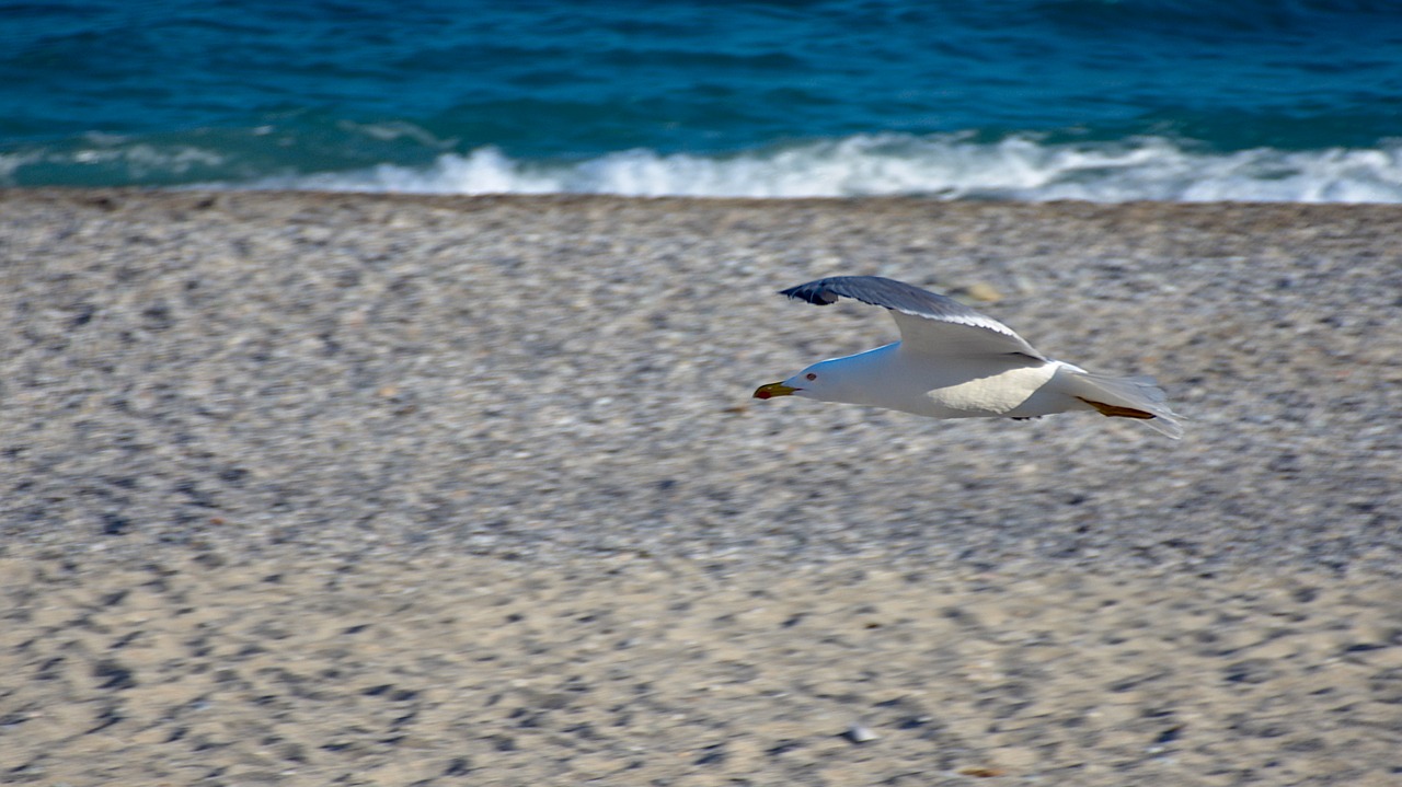 seagull  sea  beach free photo