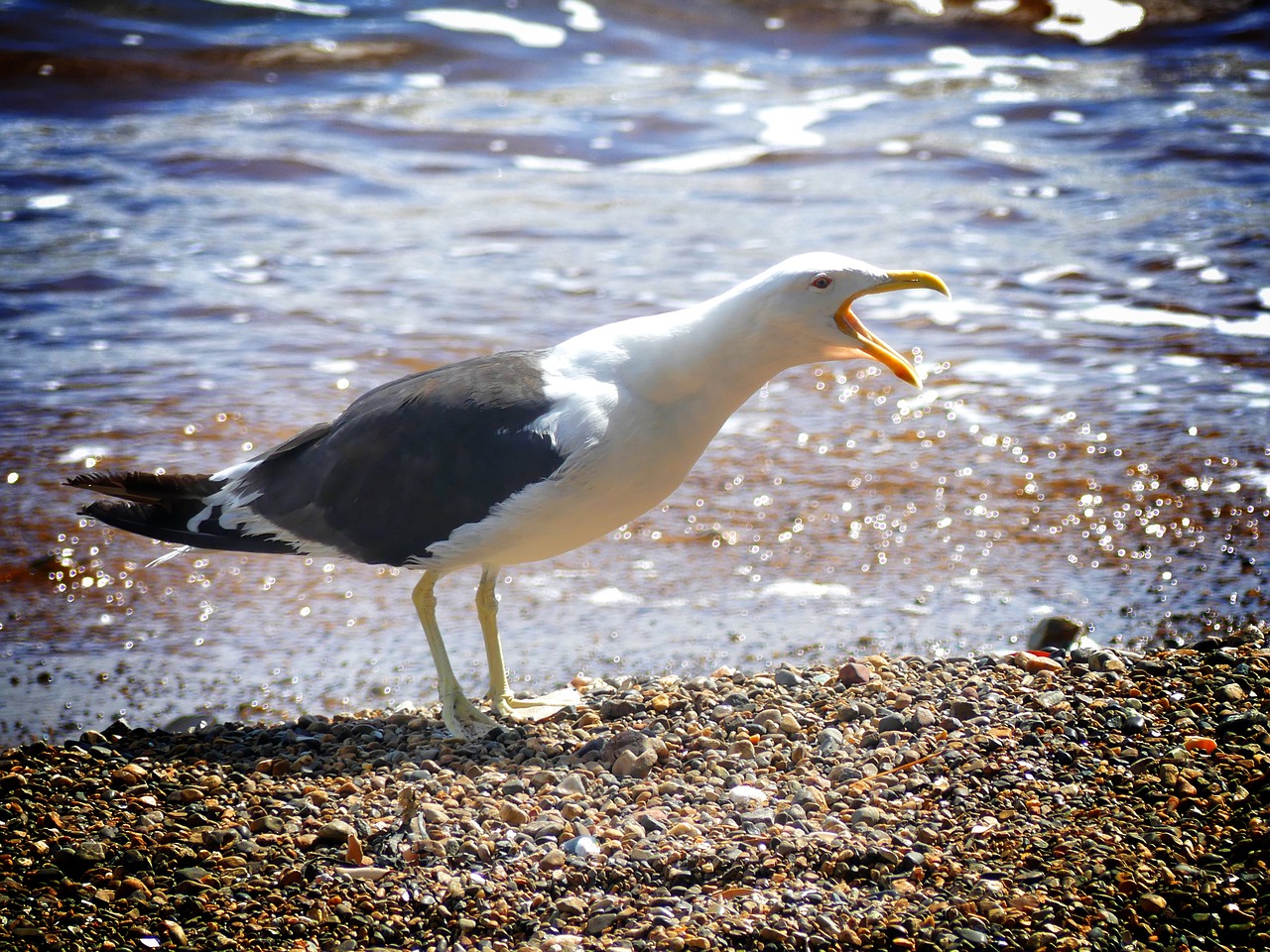 seagull  beach  sea free photo