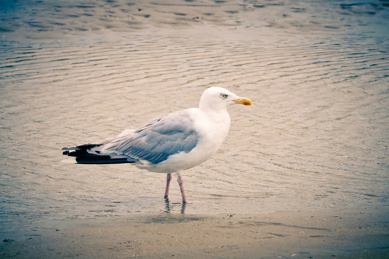 seagull  beach  sea free photo