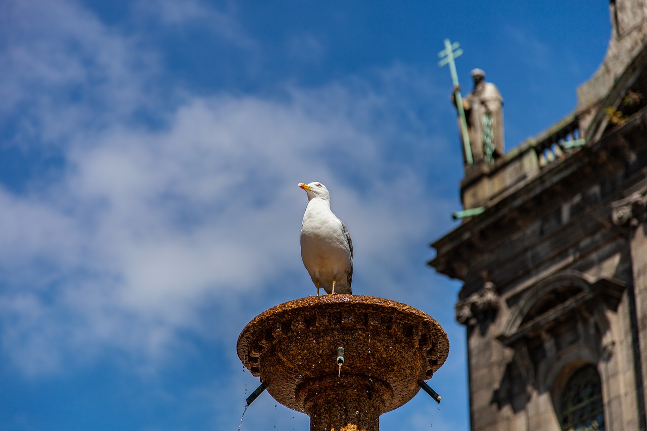 seagull  fountain  air free photo