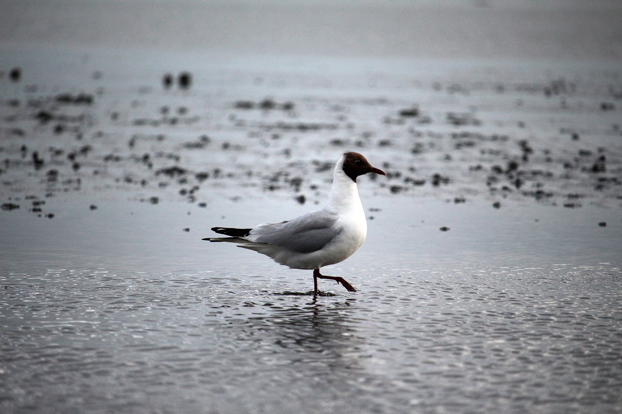 seagull  watts  north sea free photo