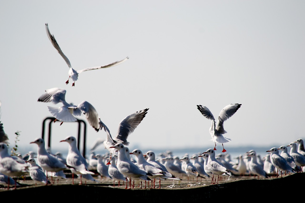 seagull  dock  summer free photo