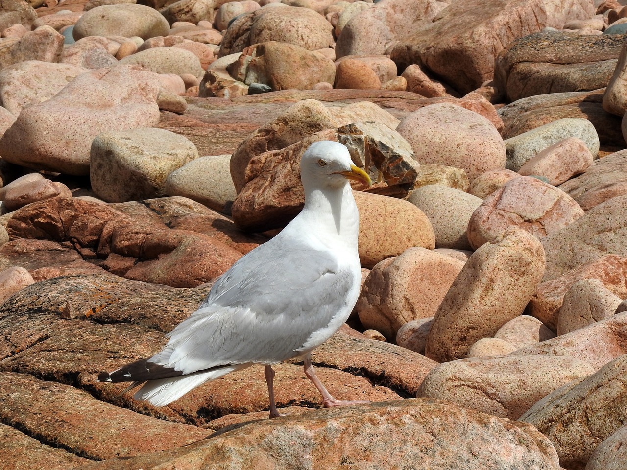 seagull  bird  nature free photo