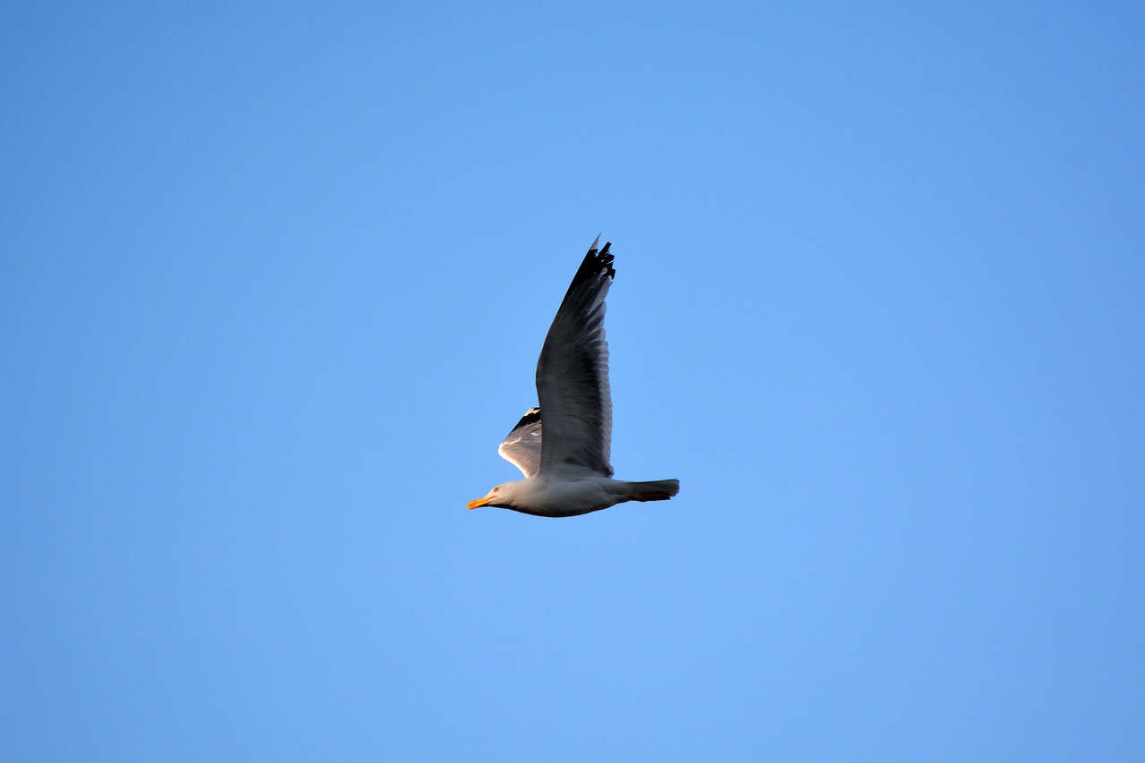 seagull  bird  sky free photo