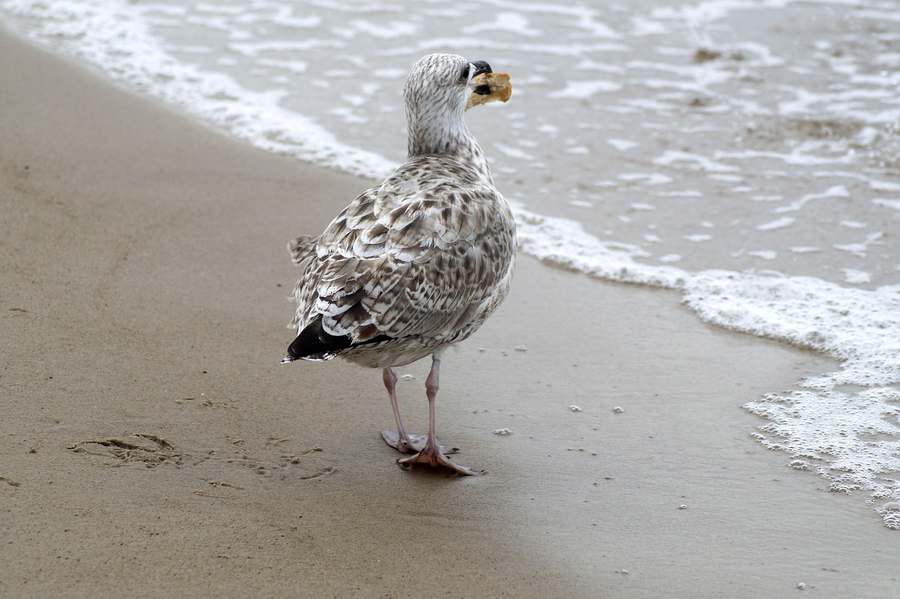 seagull  bird  water bird free photo