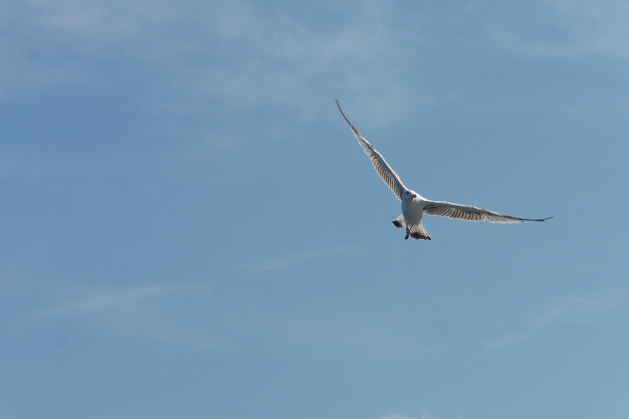 seagull  bird  air free photo