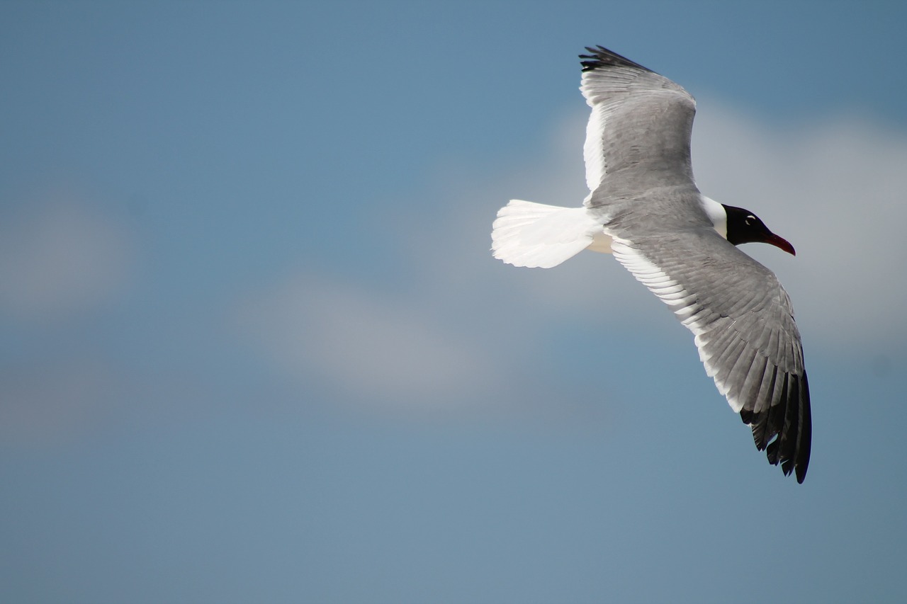 seagull bird beach free photo