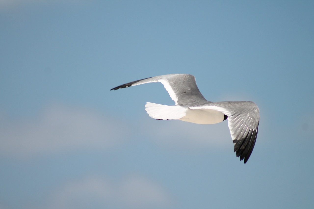 seagull bird ocean free photo