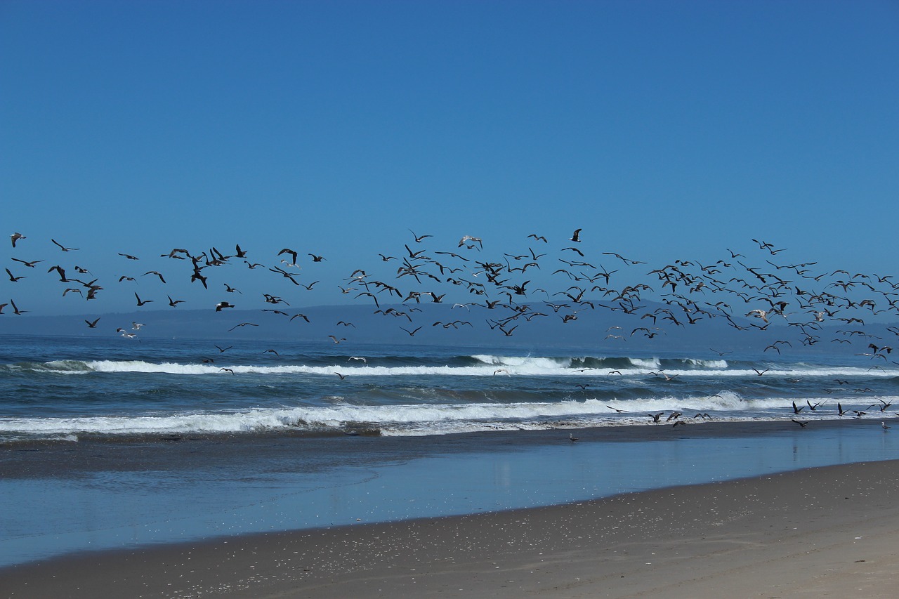 seagull  ocean  beach free photo