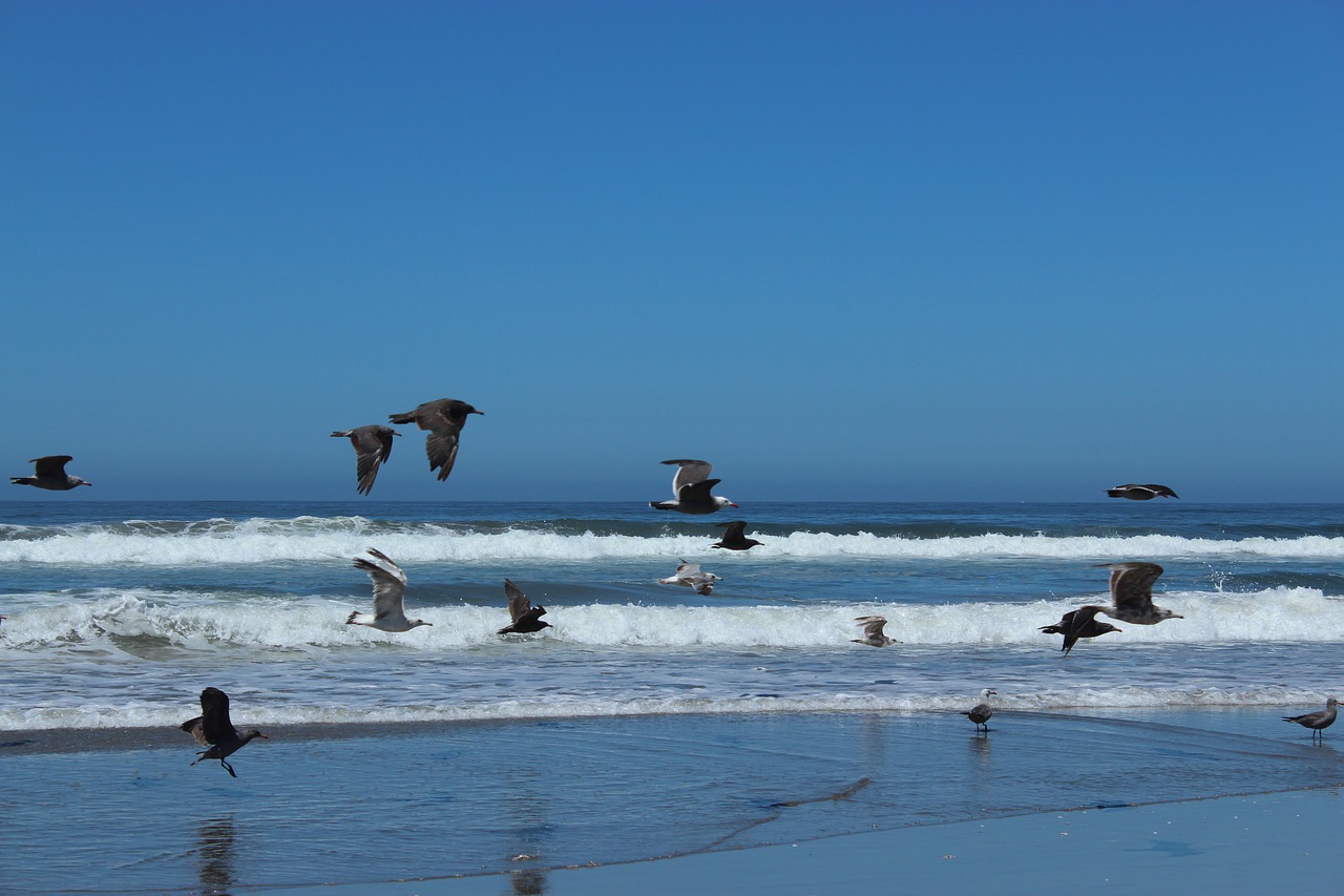 seagull  ocean  beach free photo