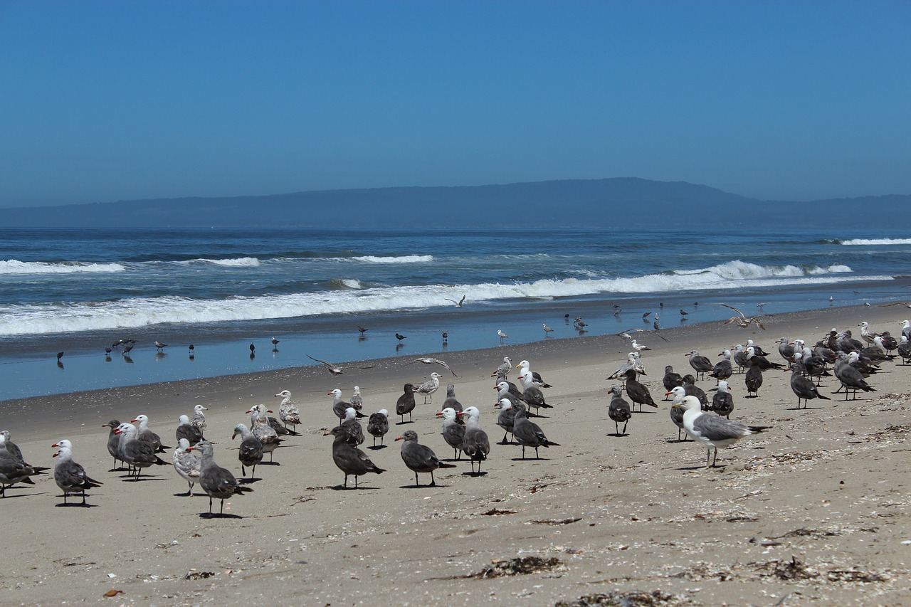 seagull  ocean  beach free photo