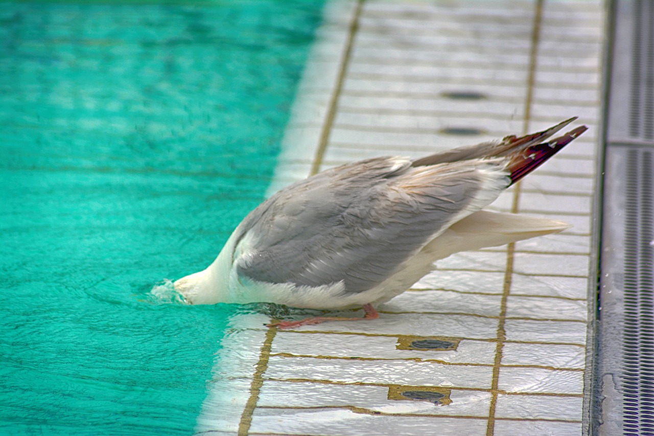 seagull  outdoor pool  water free photo