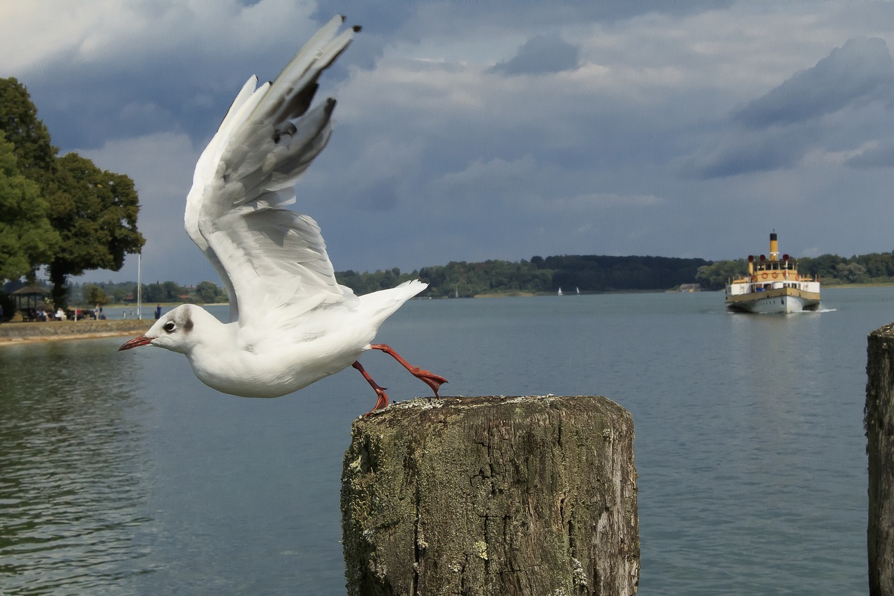 seagull  departure  pier free photo