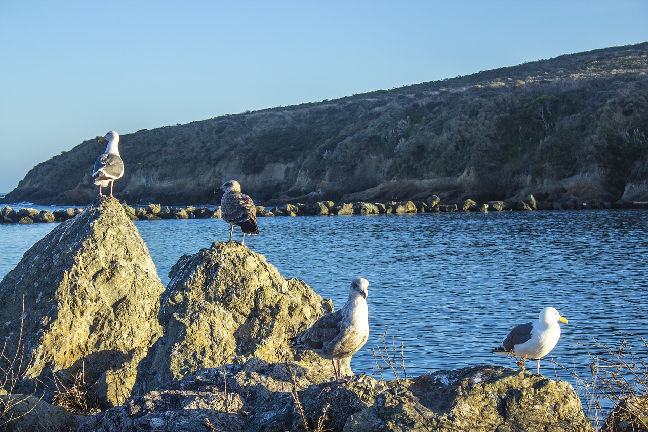 seagull  ocean  sky free photo