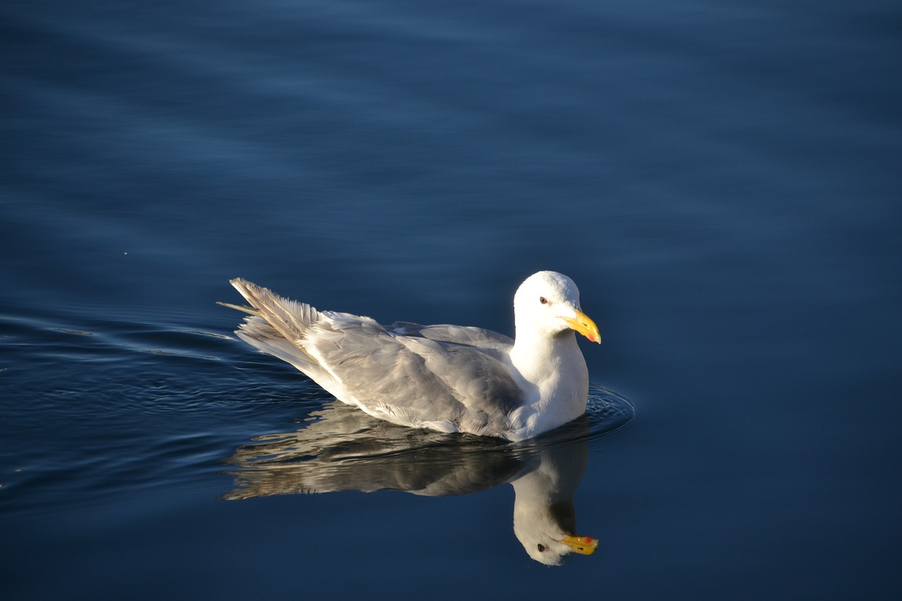 seagull  water  bird free photo