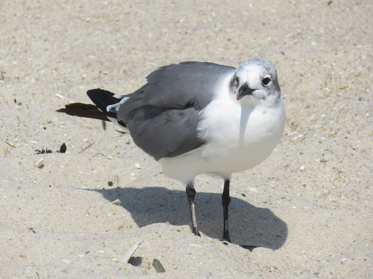 seagull  bird  beach free photo