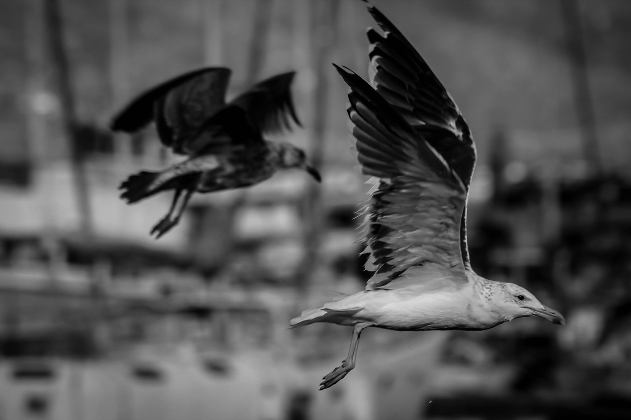 seagull  bird  flight free photo