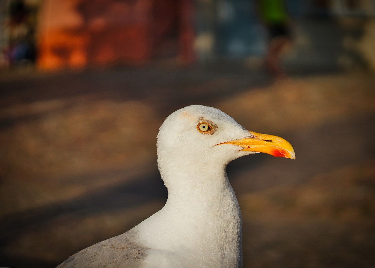 seagull  portrait  sea birds free photo