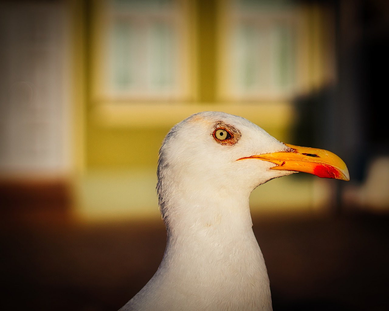 seagull  bird  seevogel free photo