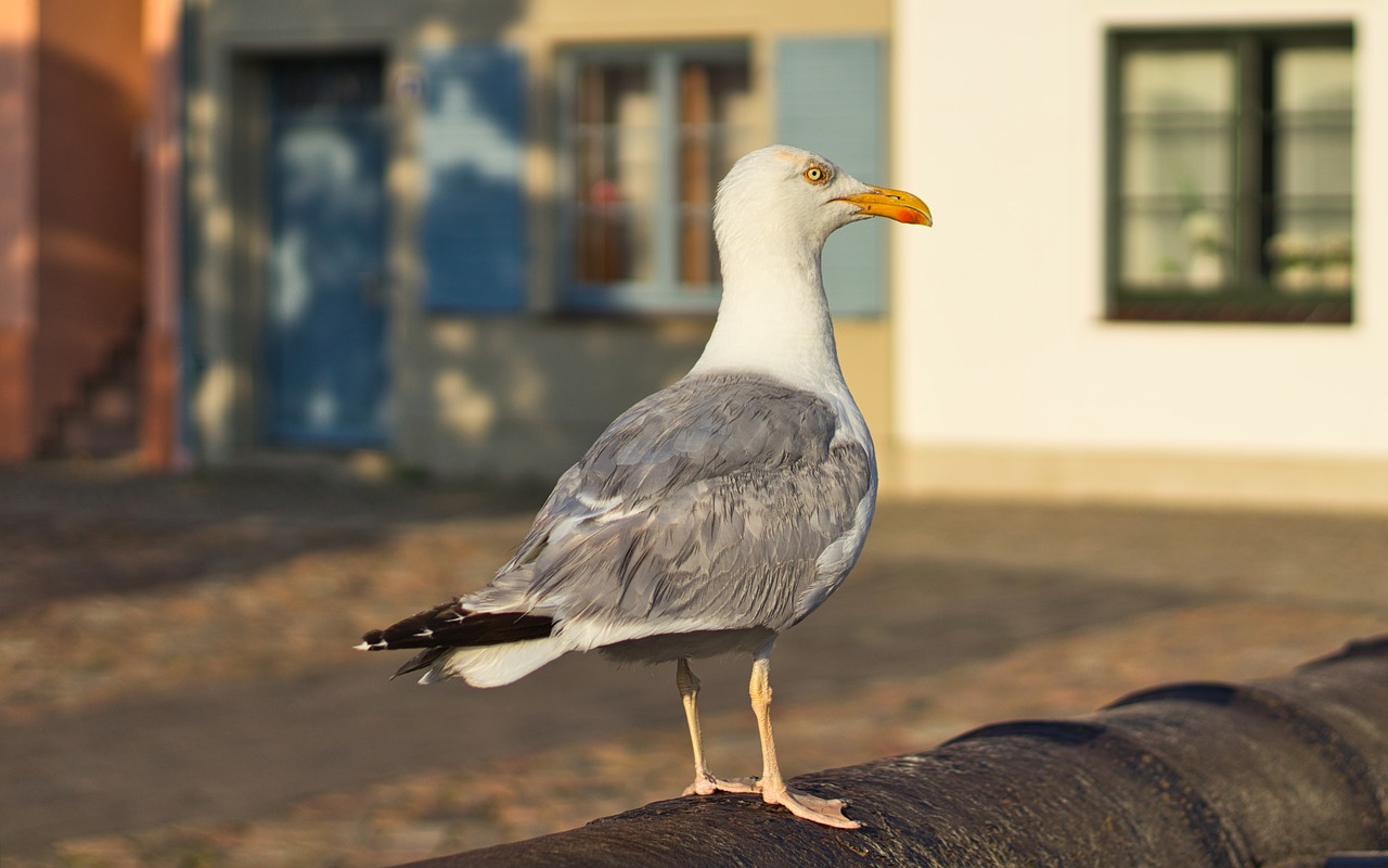 seagull  seevogel  close up free photo