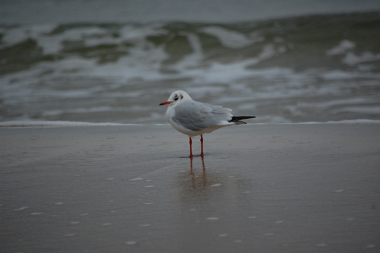 seagull  baltic sea  sea free photo