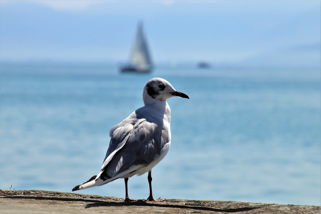 seagull  bird  the horizon free photo