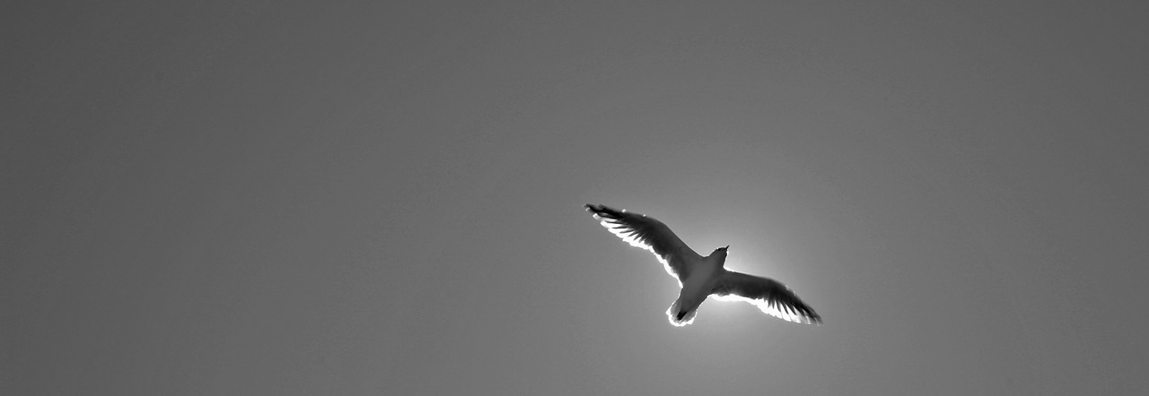 seagull  animal  bird free photo