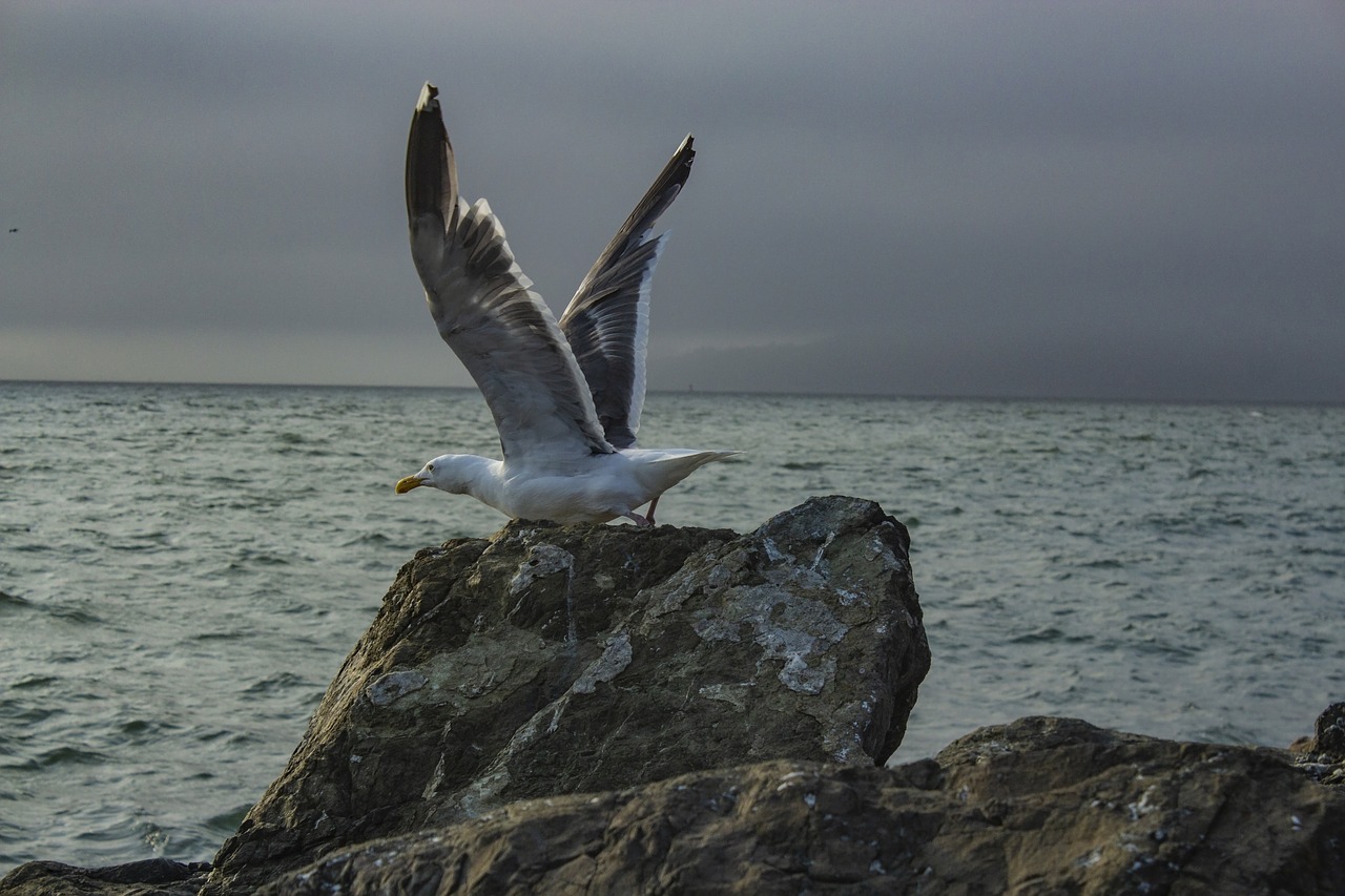 seagull  birds  flying free photo