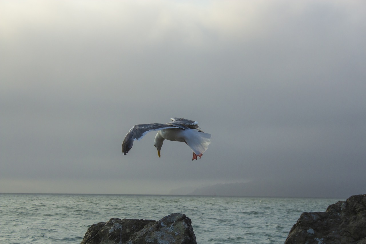 seagull  birds  flying free photo