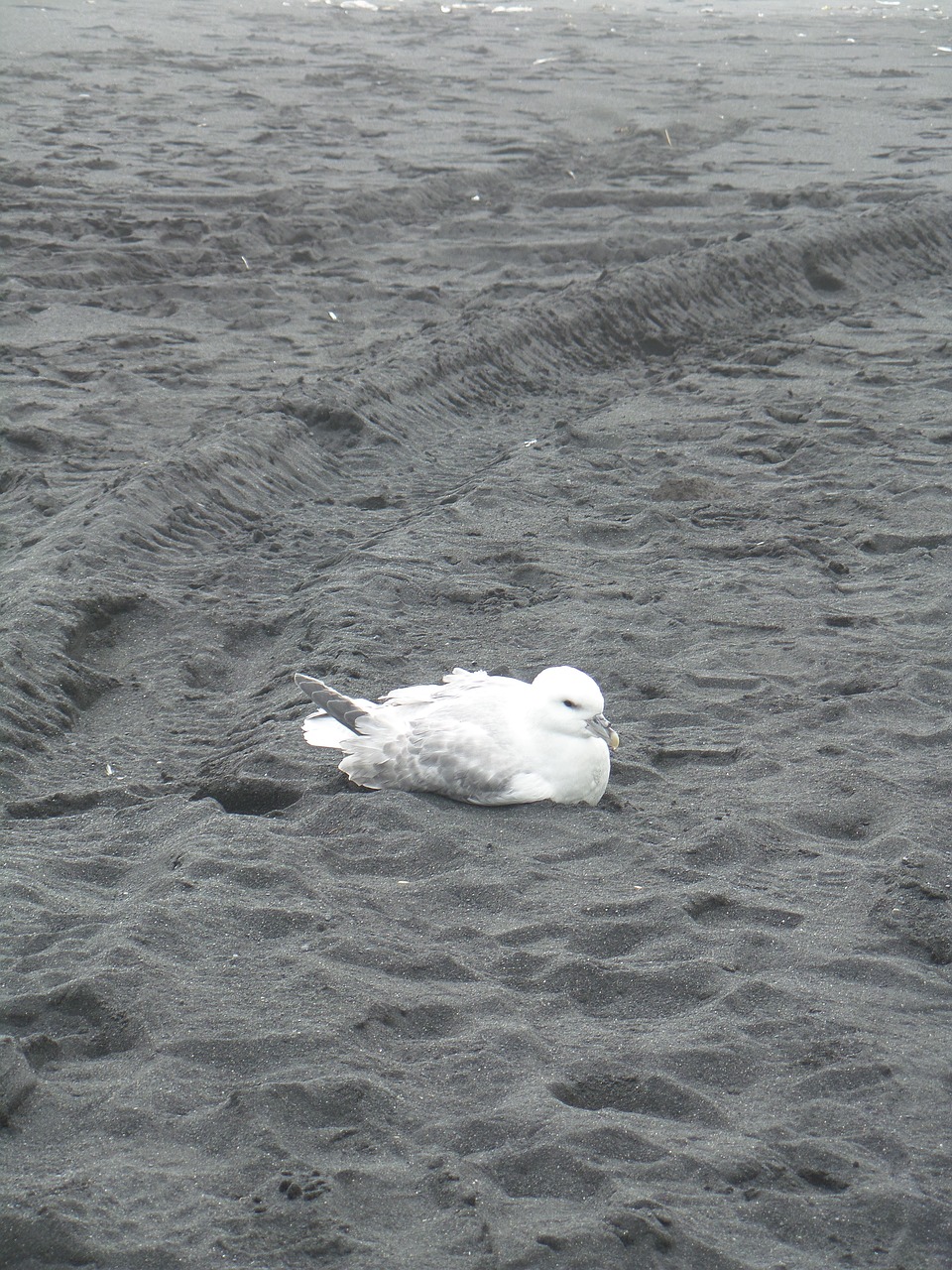 seagull  beach  bird free photo