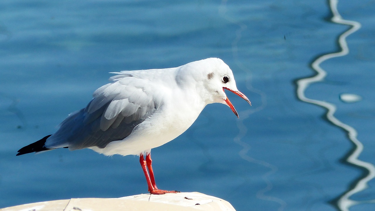 seagull  cry  lake free photo